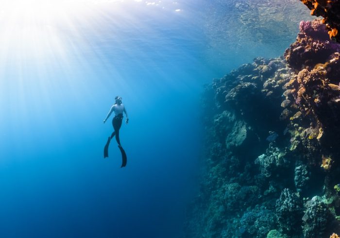 découvrez l'importance de la biodiversité pour notre planète, ses enjeux écologiques et les actions à entreprendre pour la préserver. explorez les richesses naturelles qui soutiennent notre écosystème et apprenez comment chacun peut contribuer à la sauvegarde de la biodiversité.