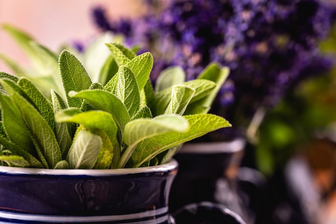 découvrez notre large gamme d'herbes mélangées, soigneusement sélectionnées pour rehausser vos plats et apporter une touche unique à votre cuisine. profitez d'un voyage gustatif riche en saveurs naturelles et bienfaits pour la santé.